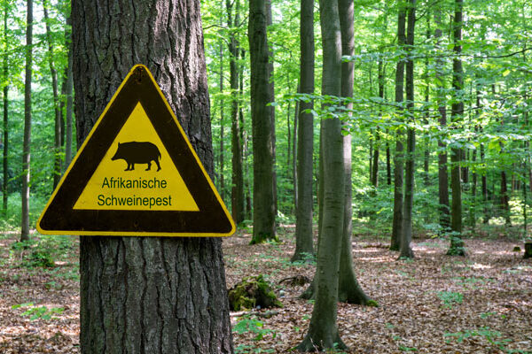 schweinepest fsg1526 web