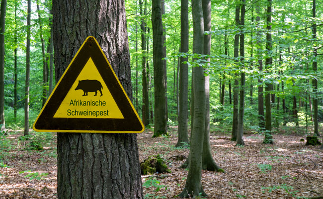 schweinepest fsg1526 web