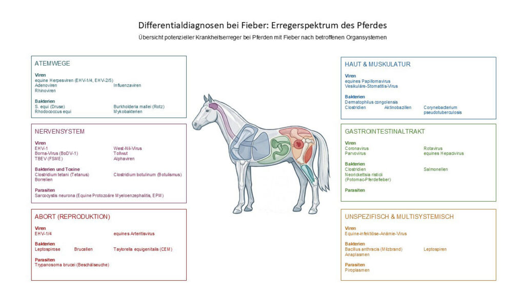 Differentialdiagnosen der häufigsten Erreger bei Pferden mit Fieber nach Organsystemen sortiert