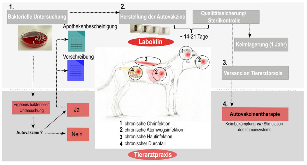 Schematische Darstellung des Bestellablaufs einer Autovakzine