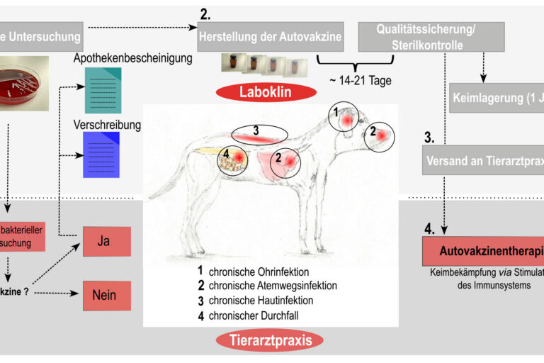 Schematische Darstellung des Bestellablaufs einer Autovakzine