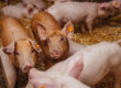 schweinepest fsg2226 web