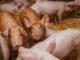 schweinepest fsg2226 web