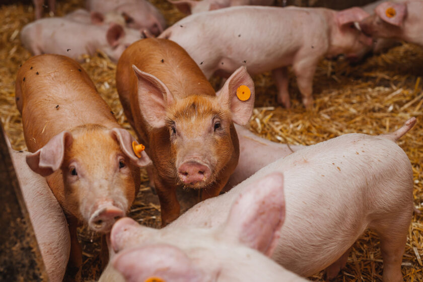 schweinepest fsg2226 web