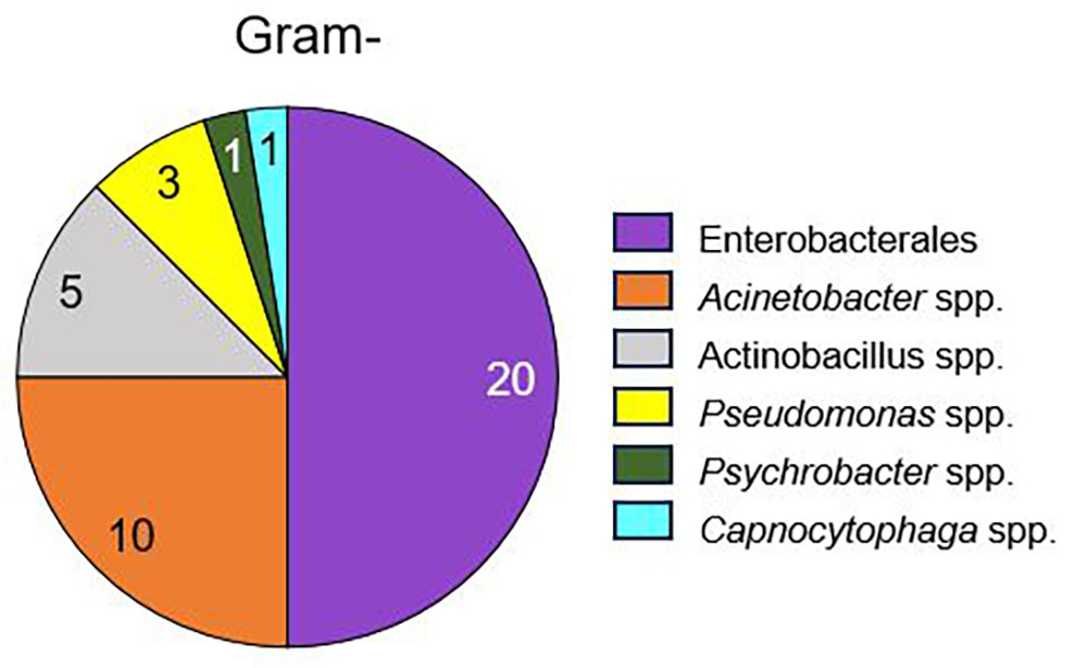 Anzahl der gramnegativen Isolate in der aeroben Kultur von equinen Blutkulturen (n = 40 Isolate).