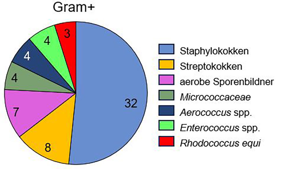 Anzahl der grampositiven Isolate in der aeroben Kultur von equinen Blutkulturen (n = 62 Isolate).