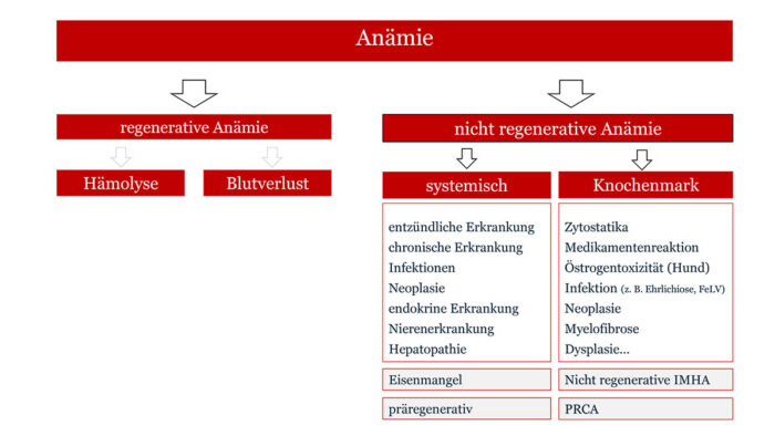 Differentialdiagnosen für Anämien