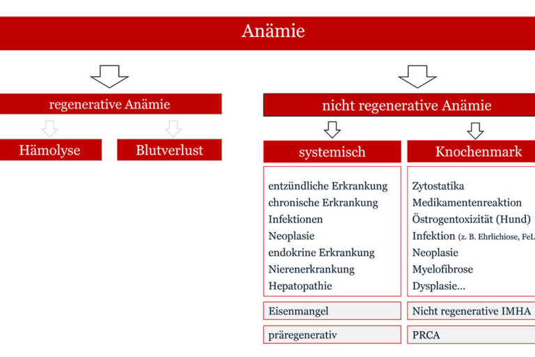 Differentialdiagnosen für Anämien