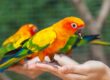handzahme sonnensittiche (aratinga solstitialis)