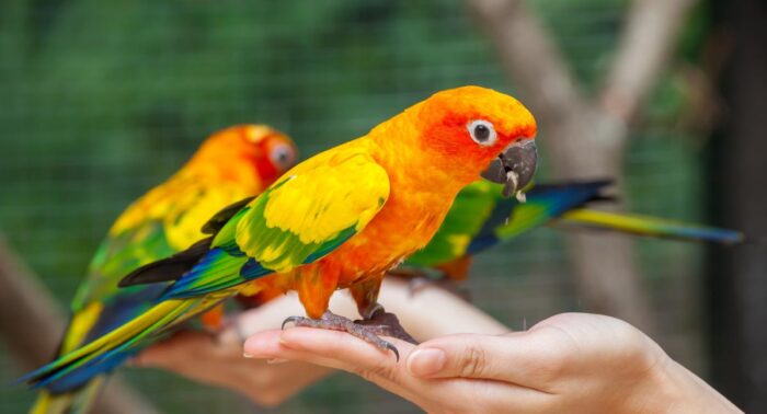handzahme sonnensittiche (aratinga solstitialis)
