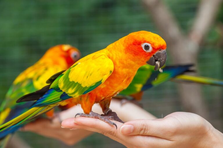 handzahme sonnensittiche (aratinga solstitialis)