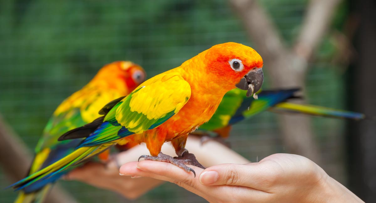 handzahme sonnensittiche (aratinga solstitialis)