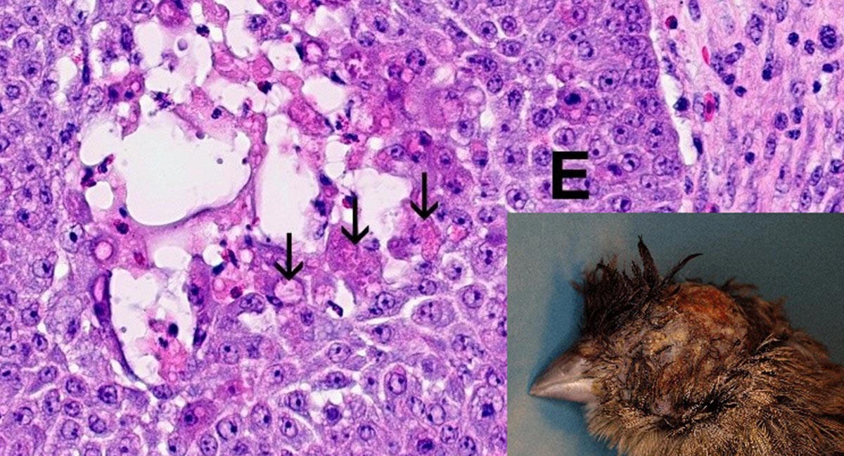histologie einer kutanen pockeninfektion eines kanarienvogels (inlay)