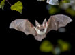 fledermaus fsg3526 web