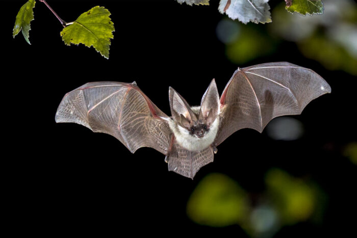fledermaus fsg3526 web
