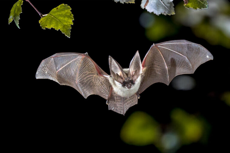 fledermaus fsg3526 web