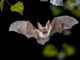 fledermaus fsg3526 web