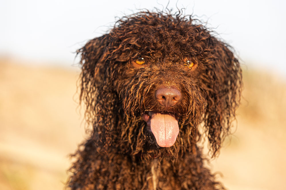 Lagotto Romagnolo