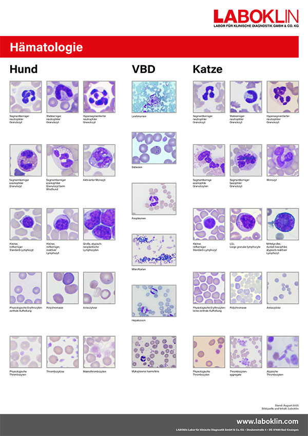 poster haematologie hund katze 08 25