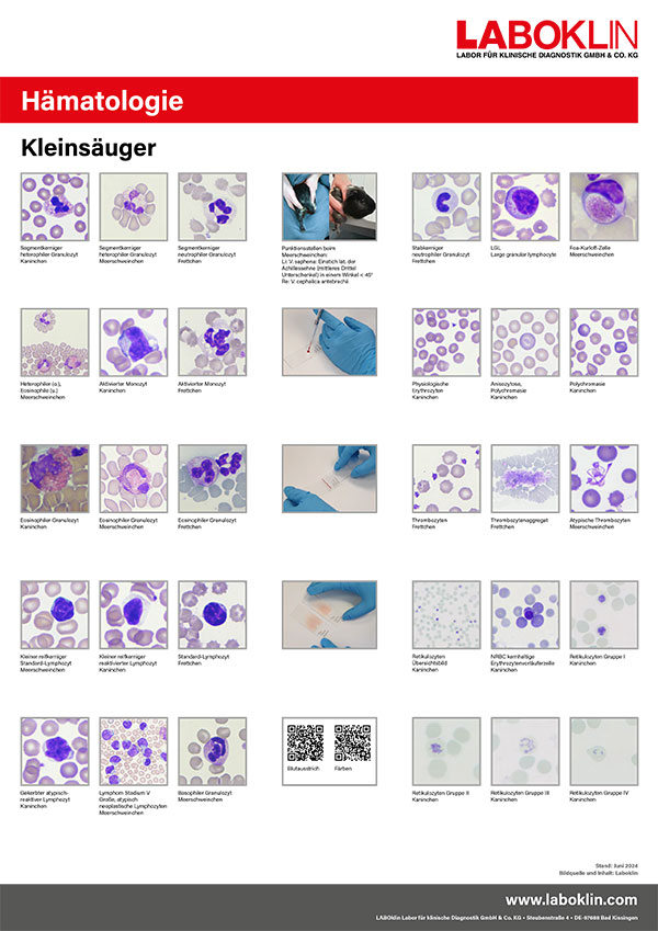 poster haematologie kleinsaeuger 06 24