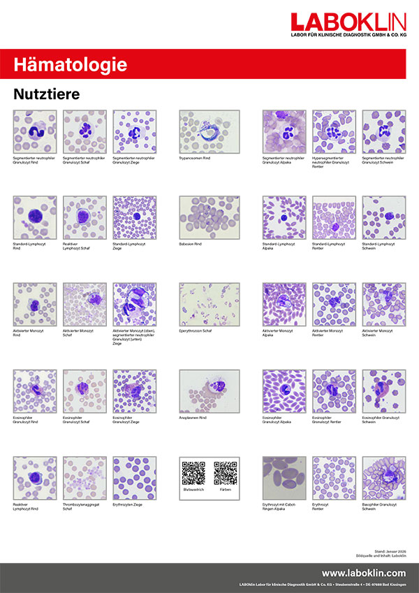 poster haematologie nutztiere 01 26