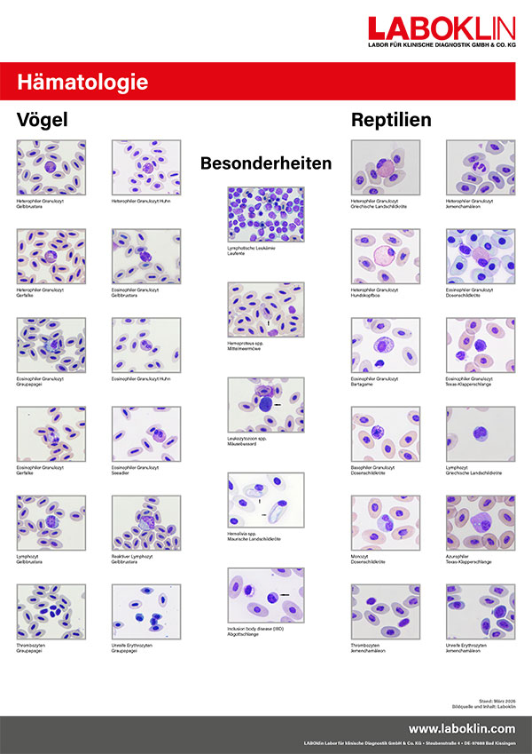 poster haematologie voegel reptilien 03 26