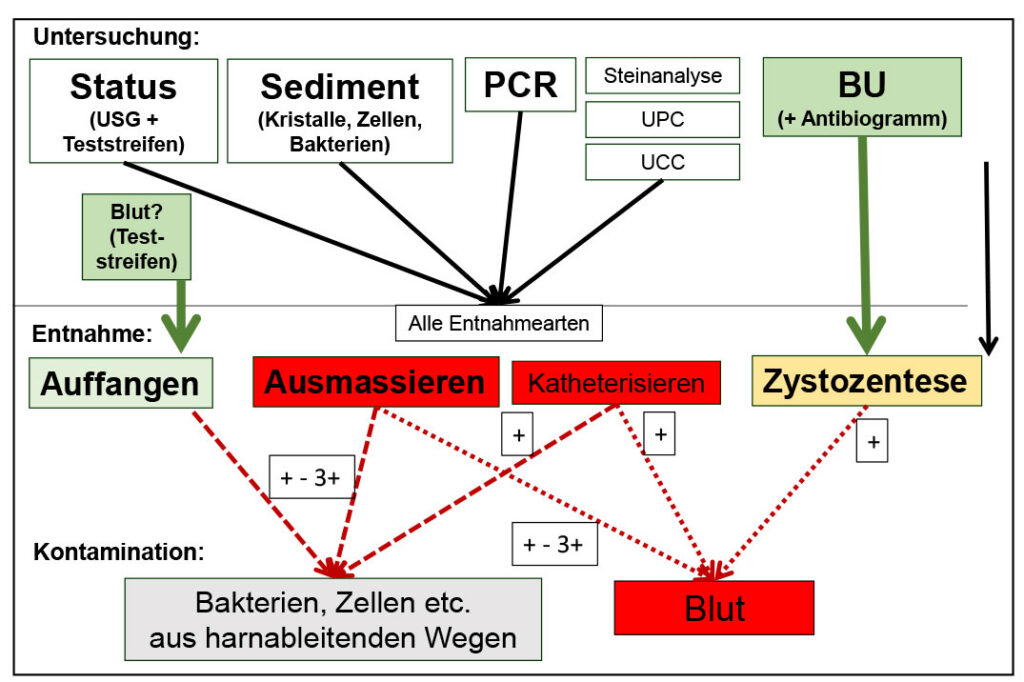 Harnuntersuchung – Untersuchungsverfahren, Entnahmearten
und mögliche
Kontaminationen