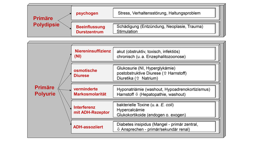 Mögliche Ursachen von Polydipsie/Polyurie (PD/PU) bei Kleinsäugern