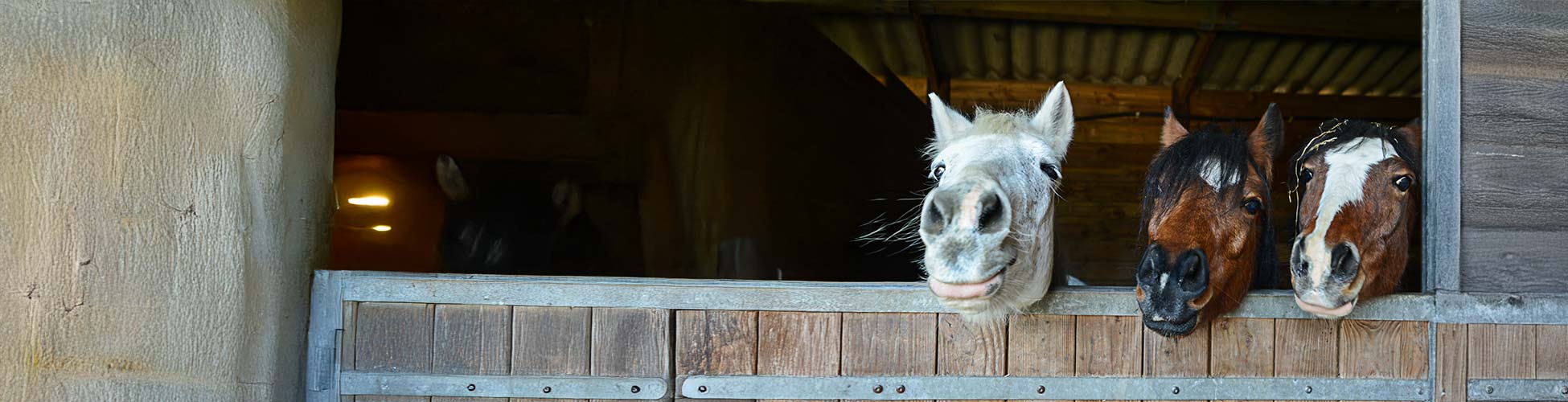 header pferd aktion gesund in den winter 11.26