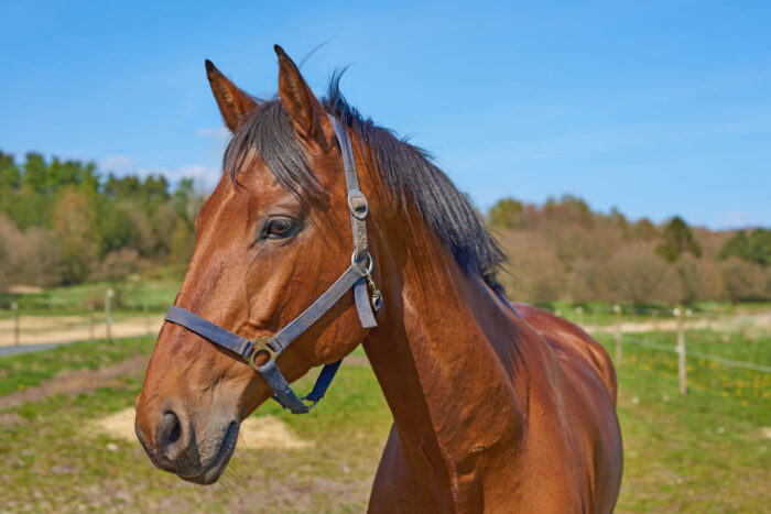 pferd fsg3826 web
