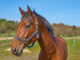 pferd fsg3826 web