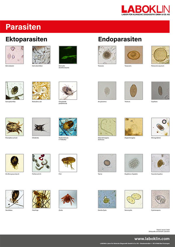 poster parasiten 01 26