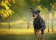 dobermann fsg4426 web