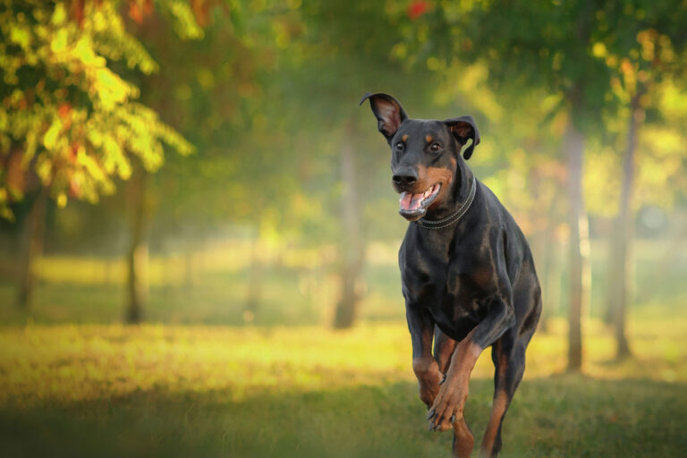 dobermann fsg4426 web