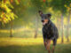 dobermann fsg4426 web
