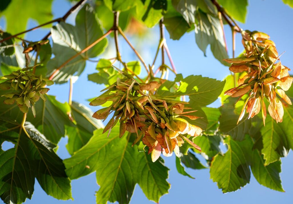 la pferd 10.26 bergahorn (acer pseudoplatanus)