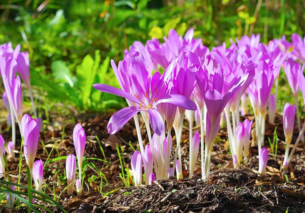 la pferd 10.26 herbstzeitlose (colchicum autumnale)