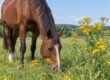 la pferd 10.26 weidefläche mit giftpflanzenvorkommen